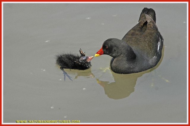 moorhen, moorhens fighting,-1.jpg - MOORHENS - ARUNDEL - 4/5/07